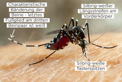 Asiatische Tigermücke