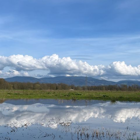 Feld bei Memprechtshofen nach Regen 