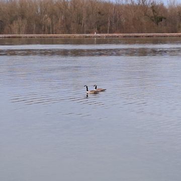 Schwäne auf dem Rhein bei Diersheim/Honau