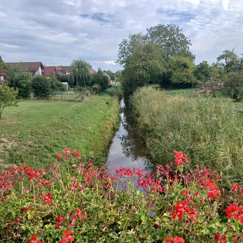 Blick auf den Rheinniederungskanal in Helmlingen