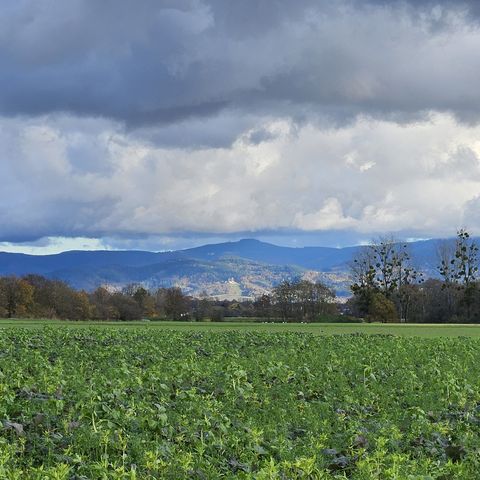 Blick in den Schwarzwald 