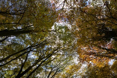 Wald Rheinbischofsheim