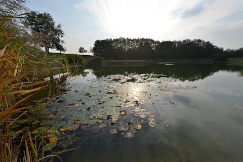 Fischweiher Rheinbischofsheim